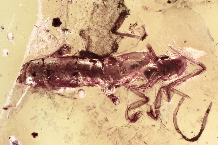 Detailed Fossil Springtail (Collembola) in Baltic Amber #330696